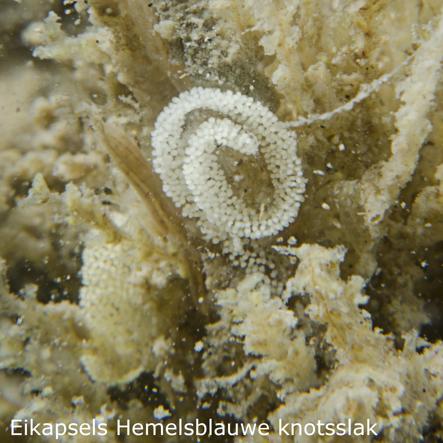 Hemelsblauwe knotsslak