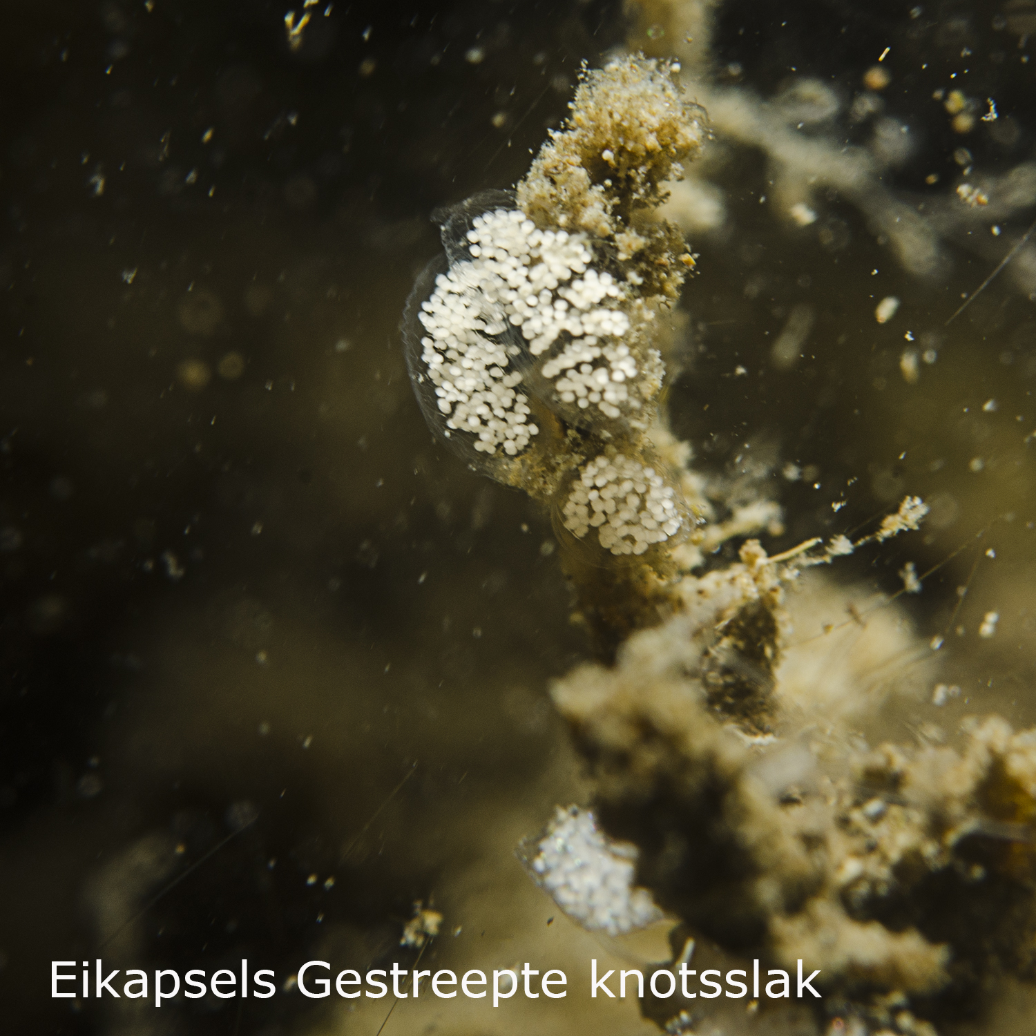 Gestreepte knotsslak