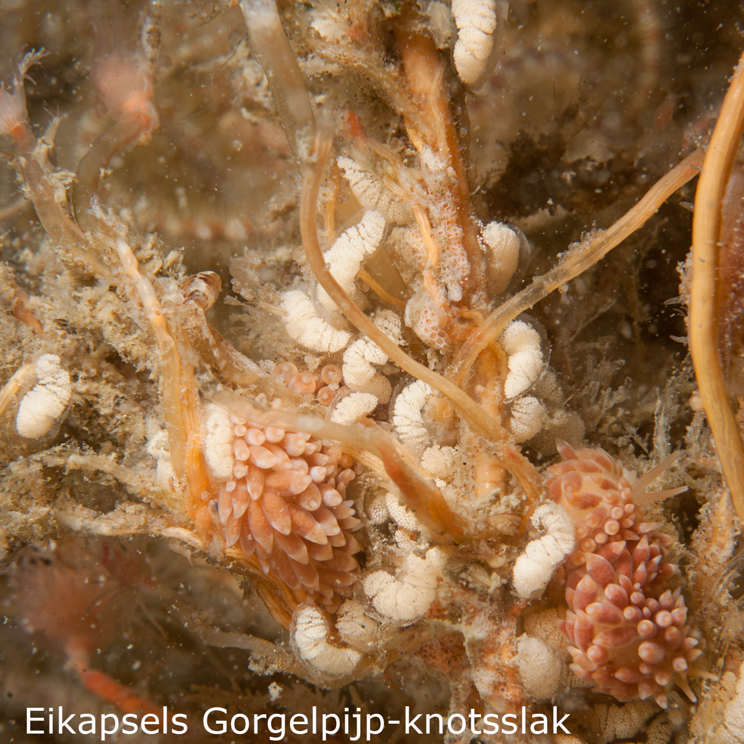 Gorgelpijp knotsslak