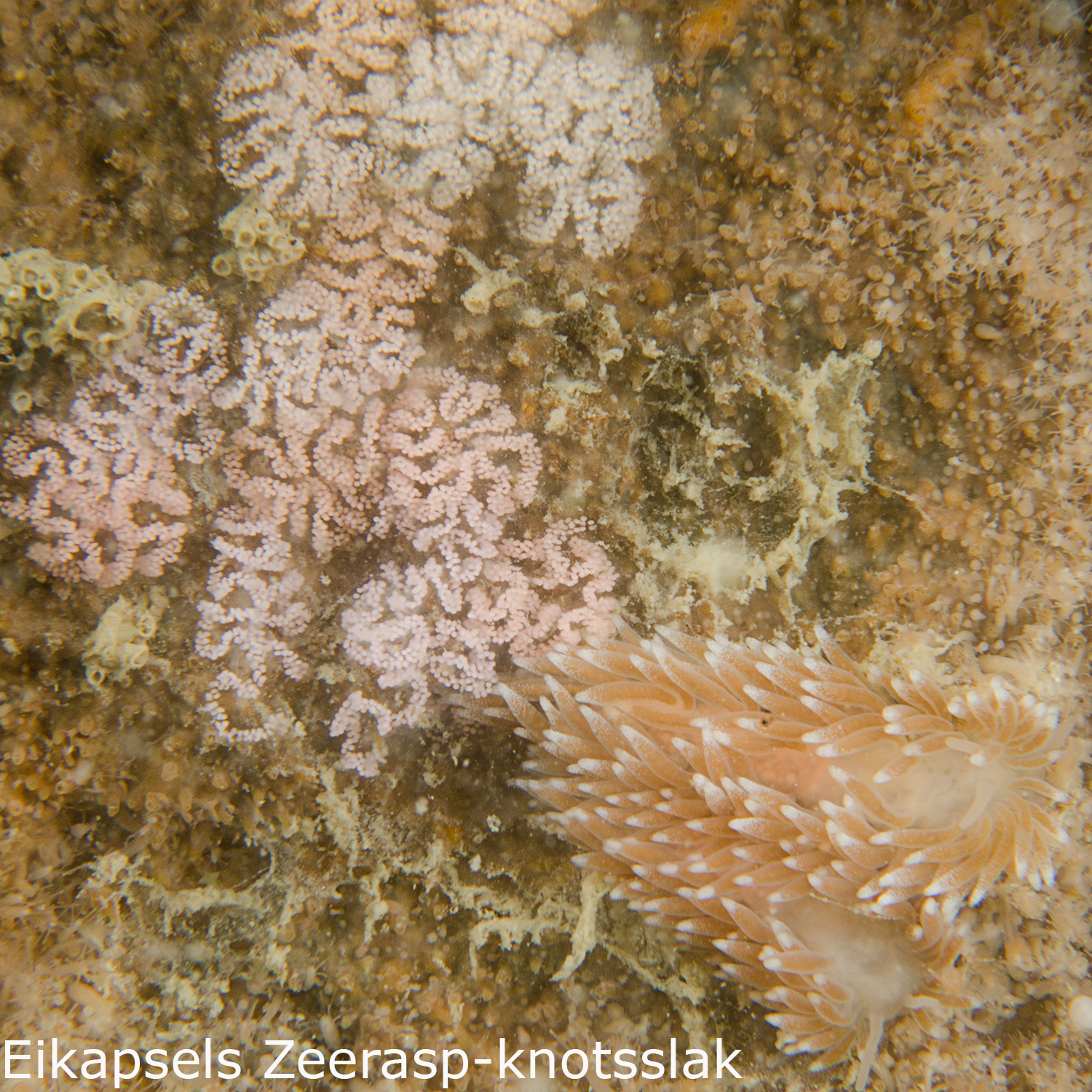 Zeerasp knotsslak