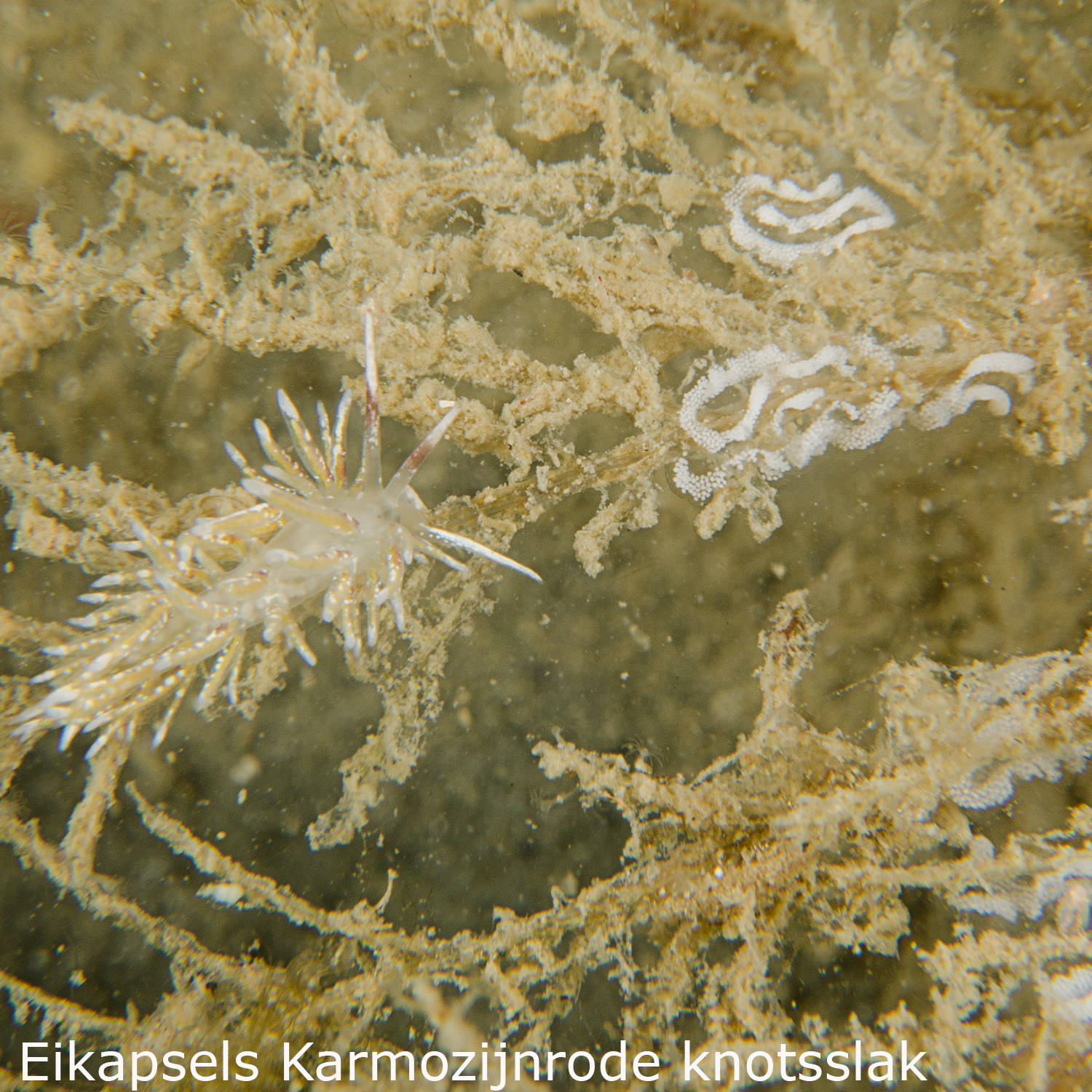Karmozijnrode knotsslak