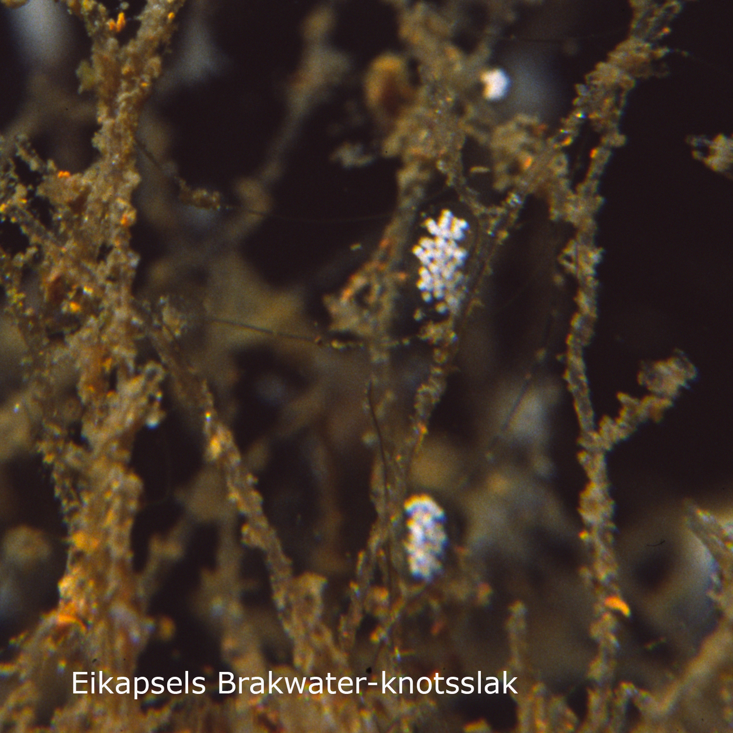 Brakwater-knotsslak