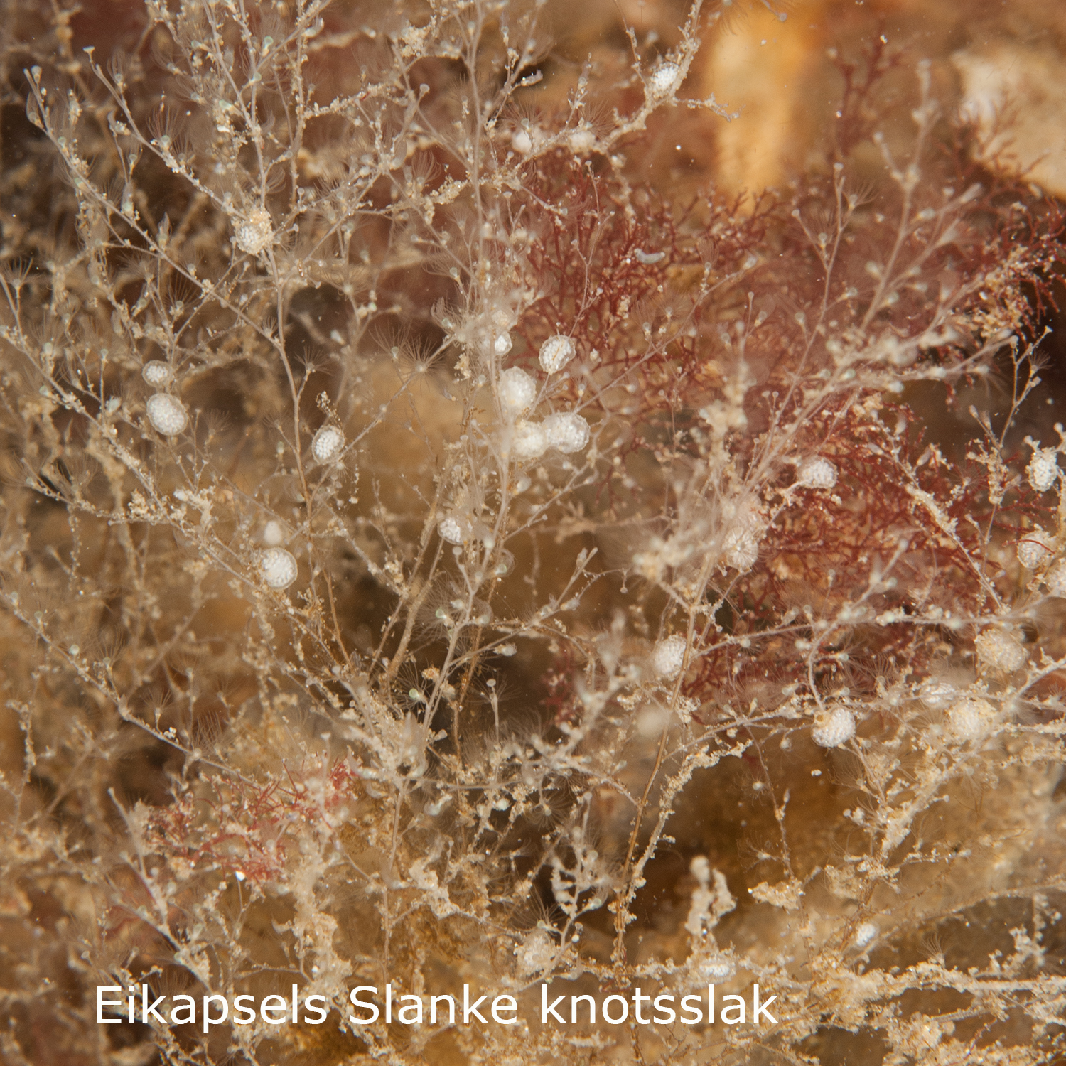 Slanke knotsslak