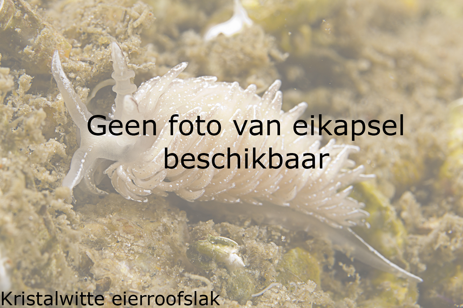Kristalwitte eierroofslak