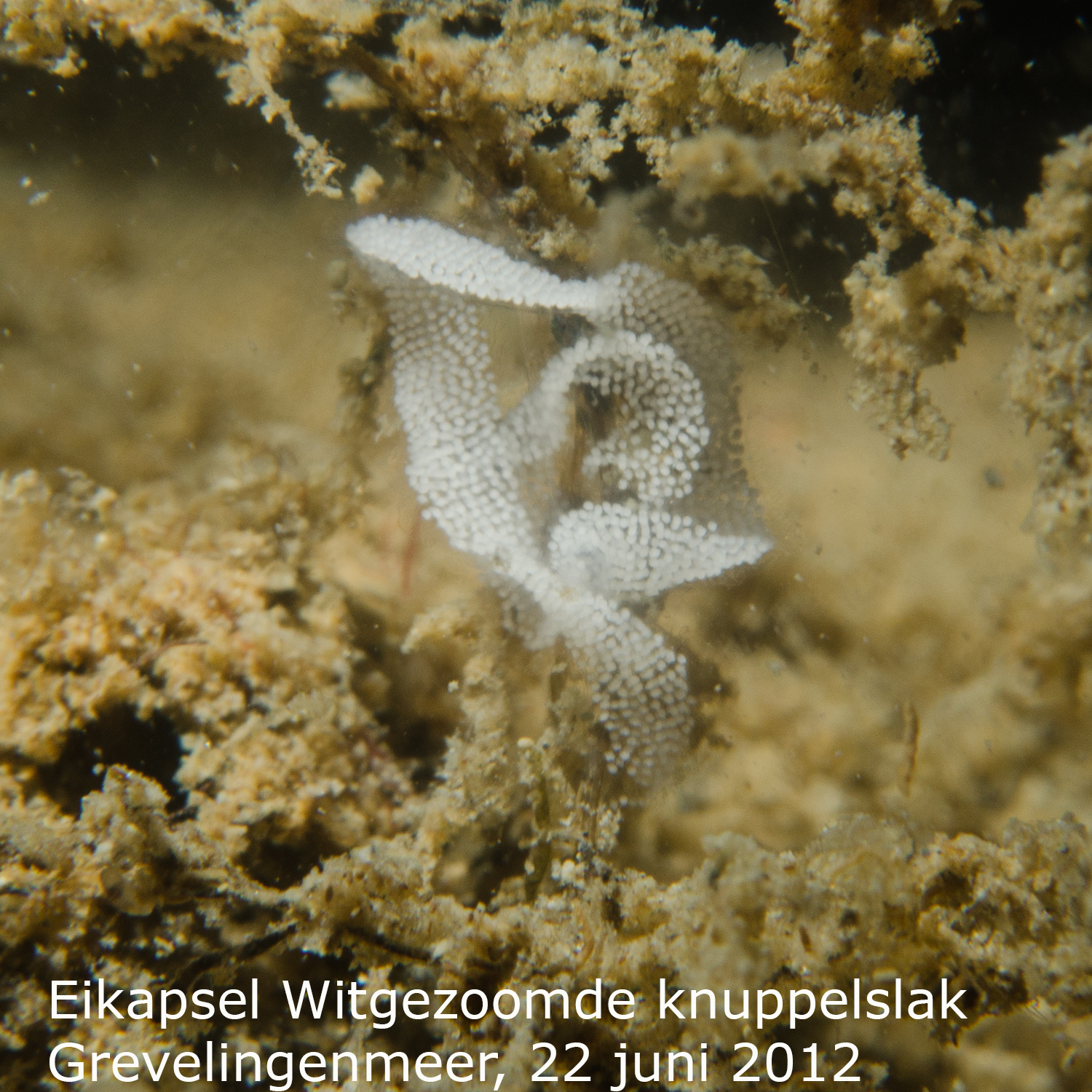 Witgezoomde knuppelslak