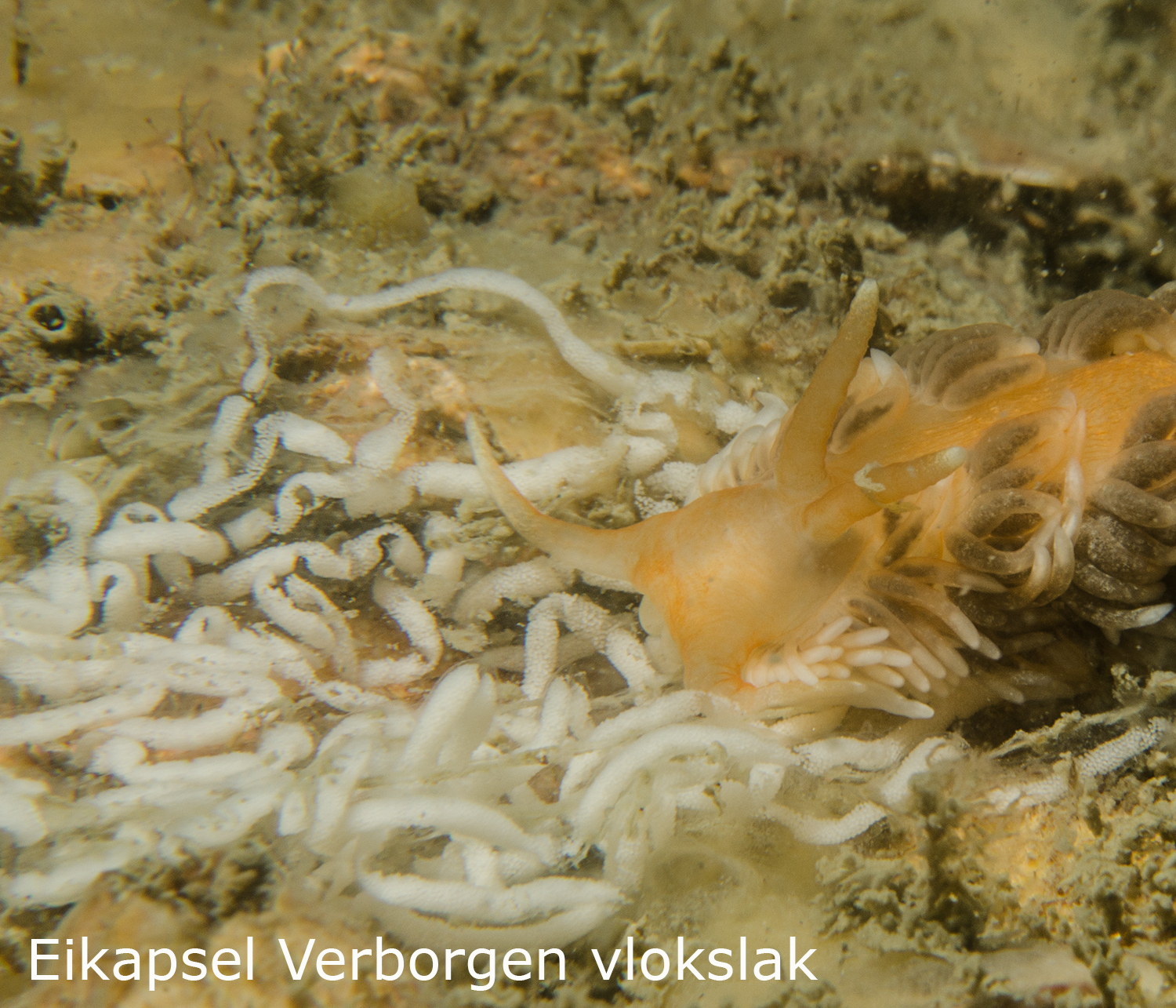 Verborgen vlokslak