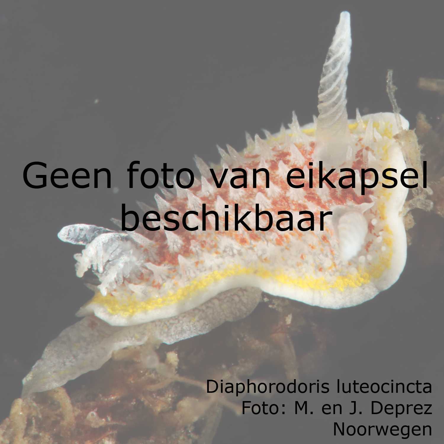 Zonder erkende Nederlandse naam