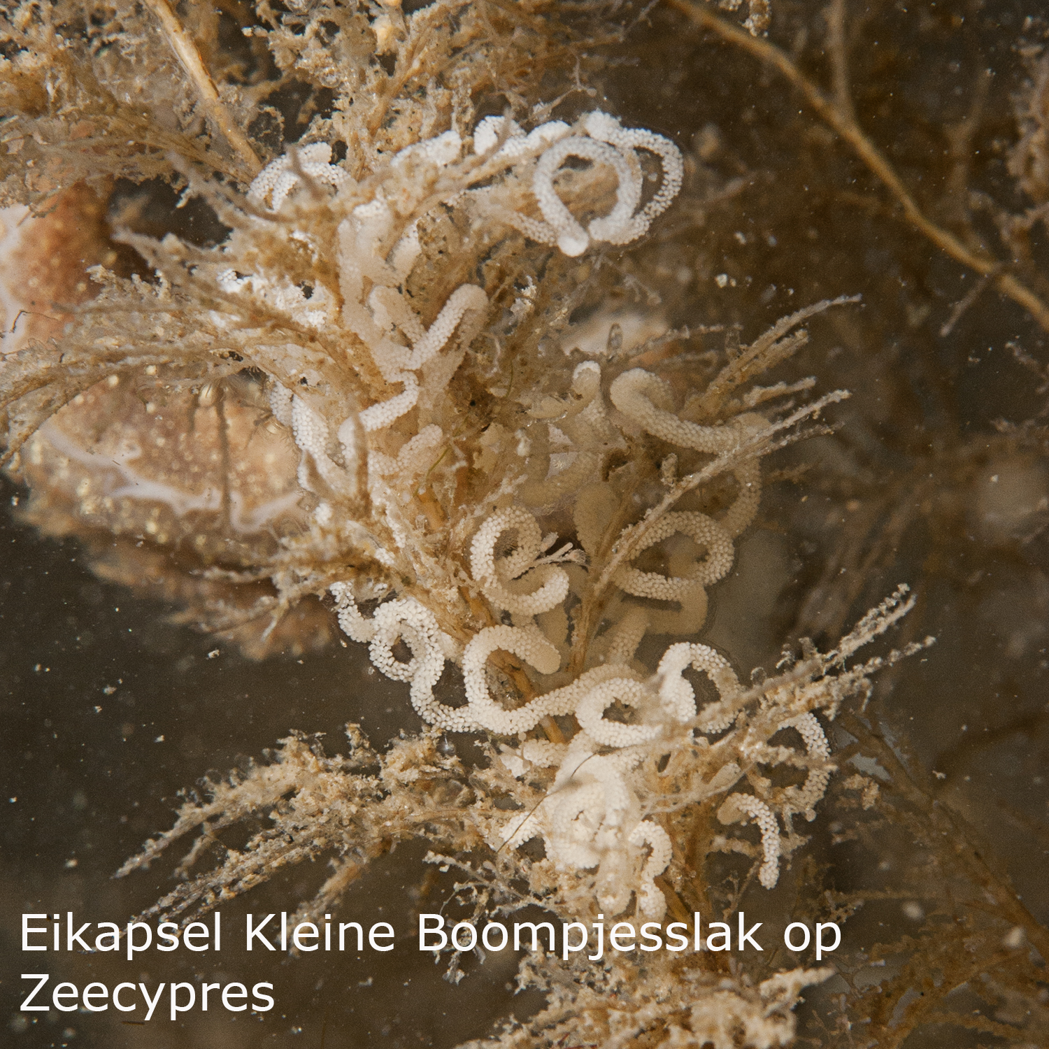 Kleine boompjesslak