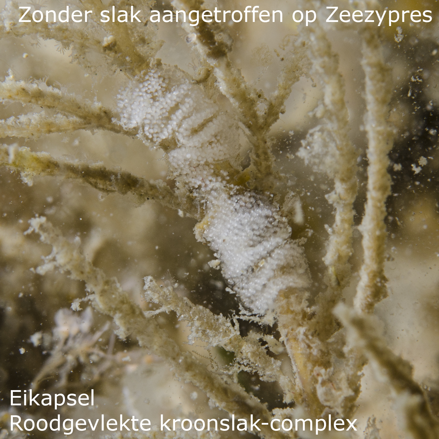 Roodgevlekte kroonslak-complex
