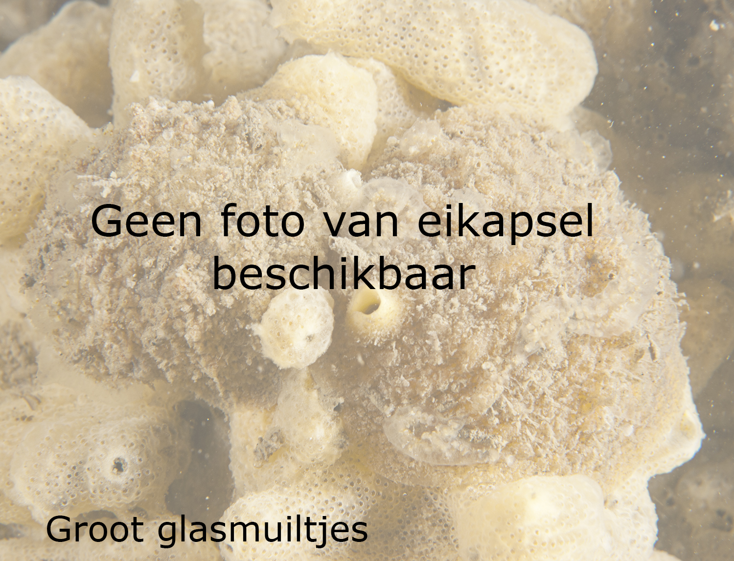Groot glasmuiltje