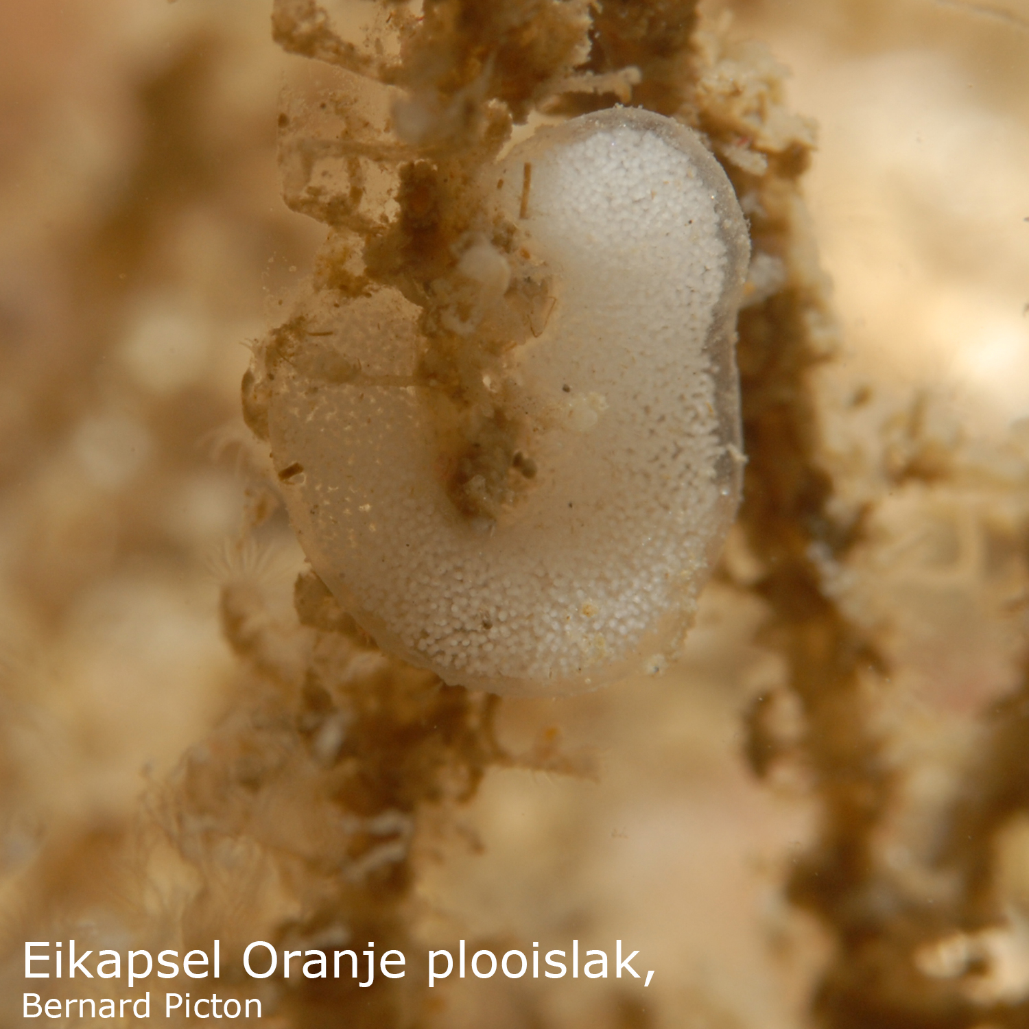 Oranje plooislak