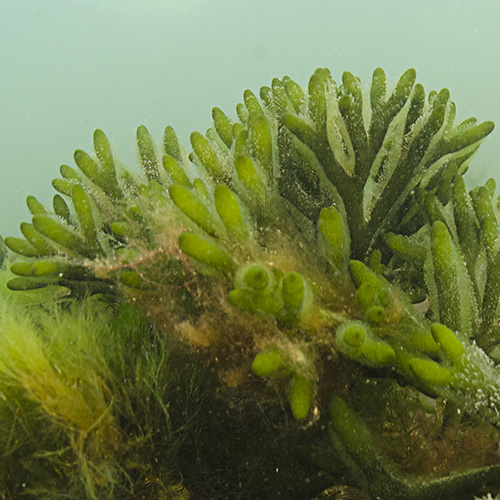 Groene Wierslak