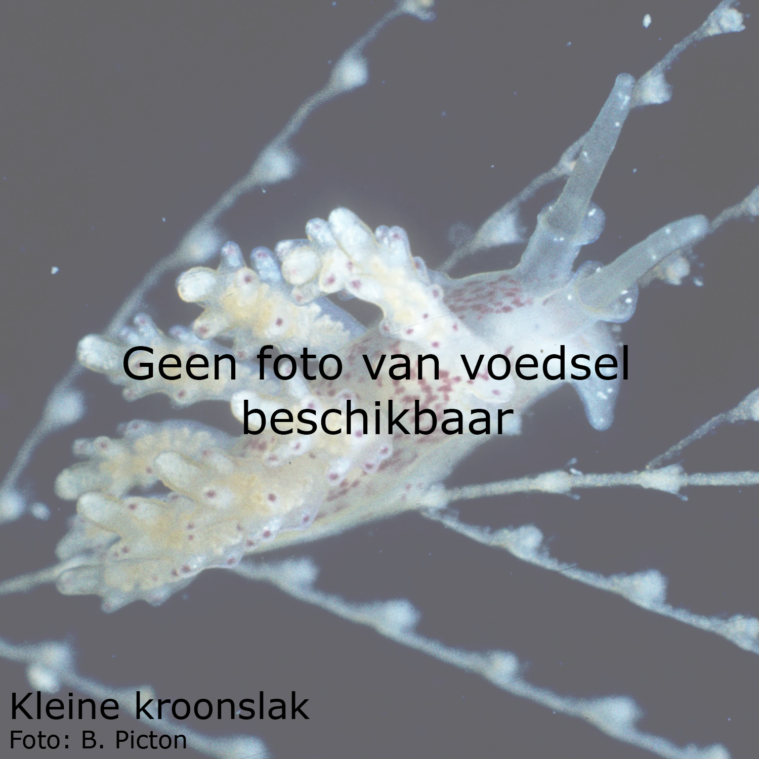 Kleine kroonslak
