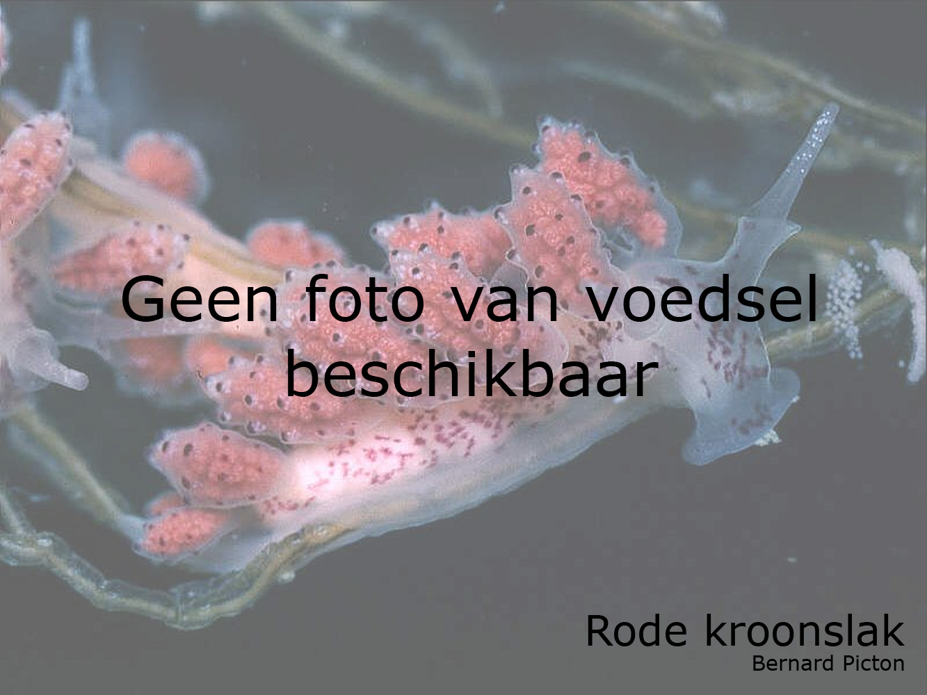 Rode kroonslak