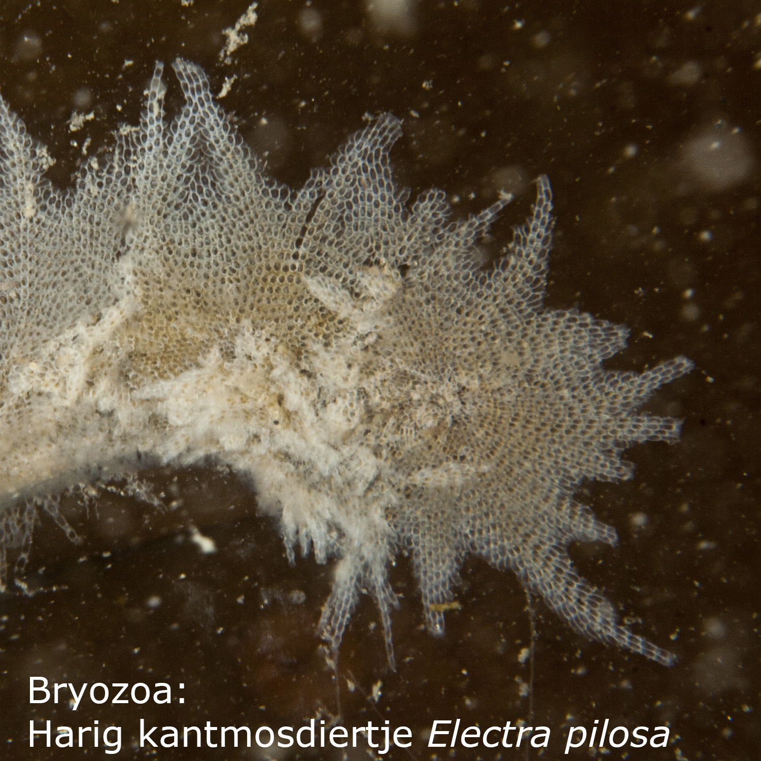 Polycera-complex