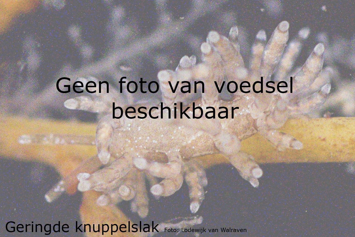 Geringde knuppelslak