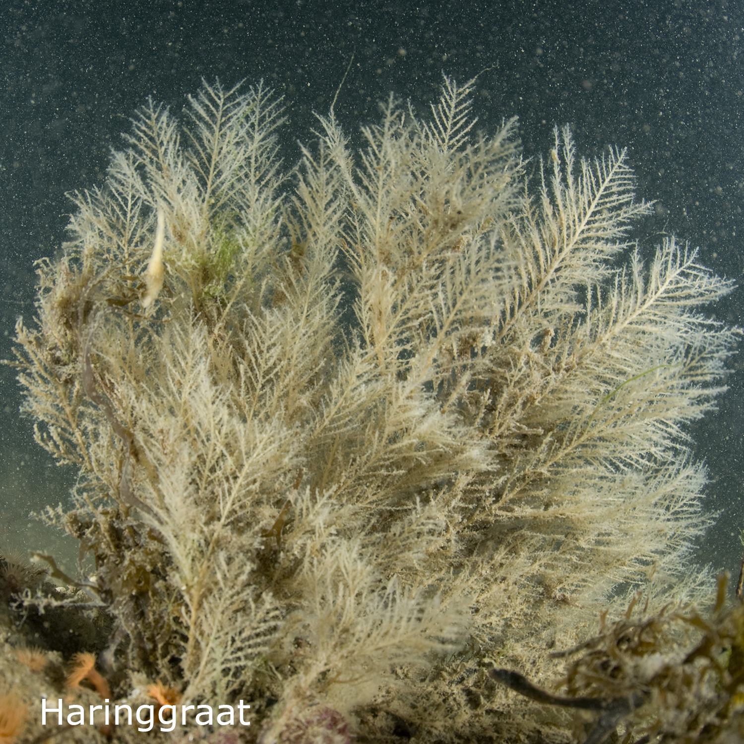 Gestippelde knotsslak