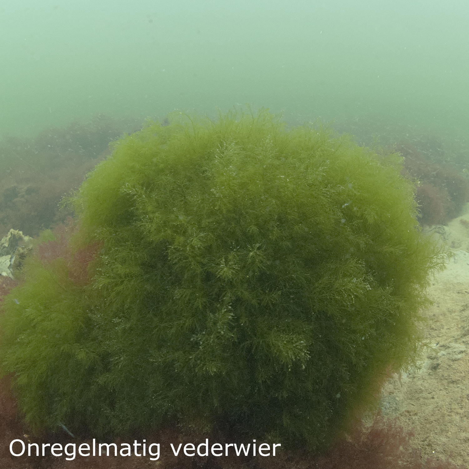 Groene rolsprietslak