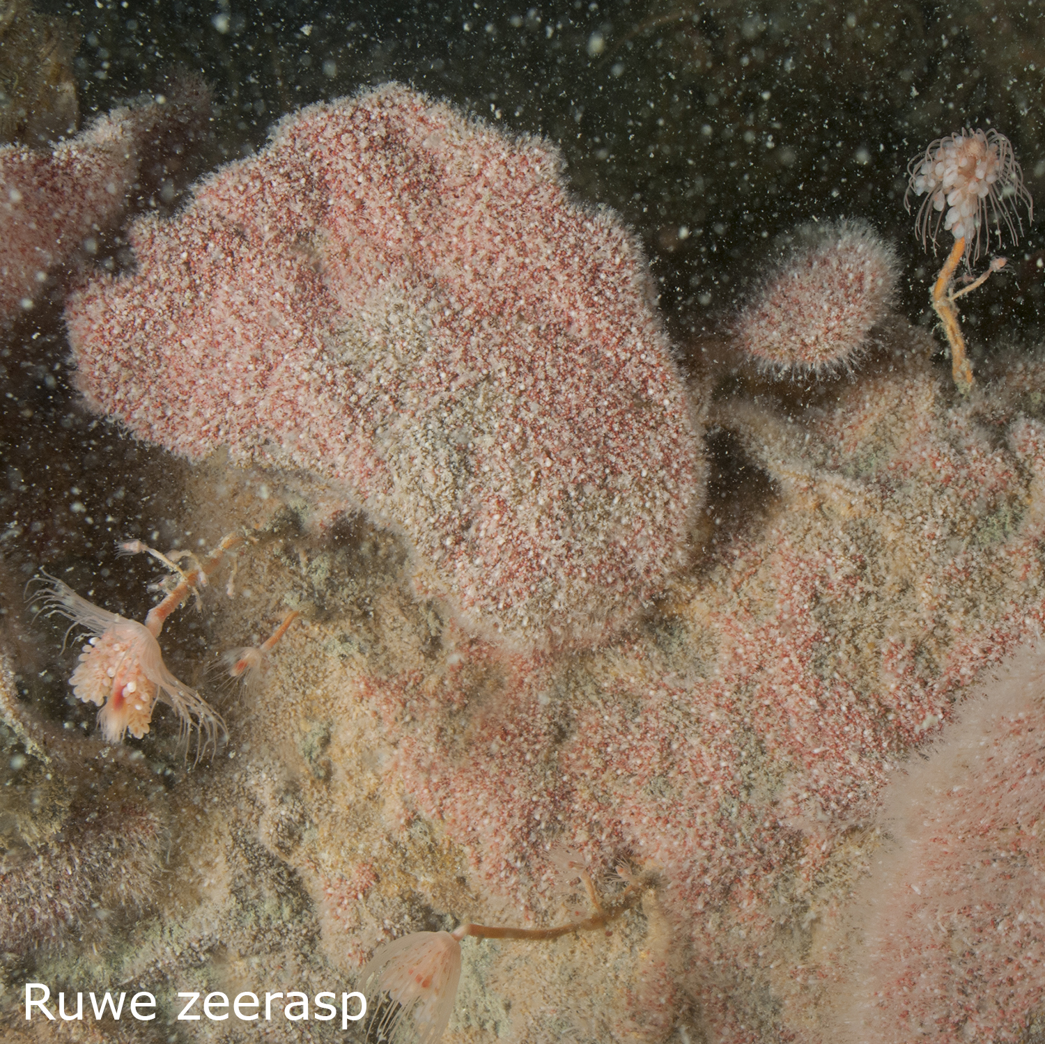 Zeerasp knotsslak