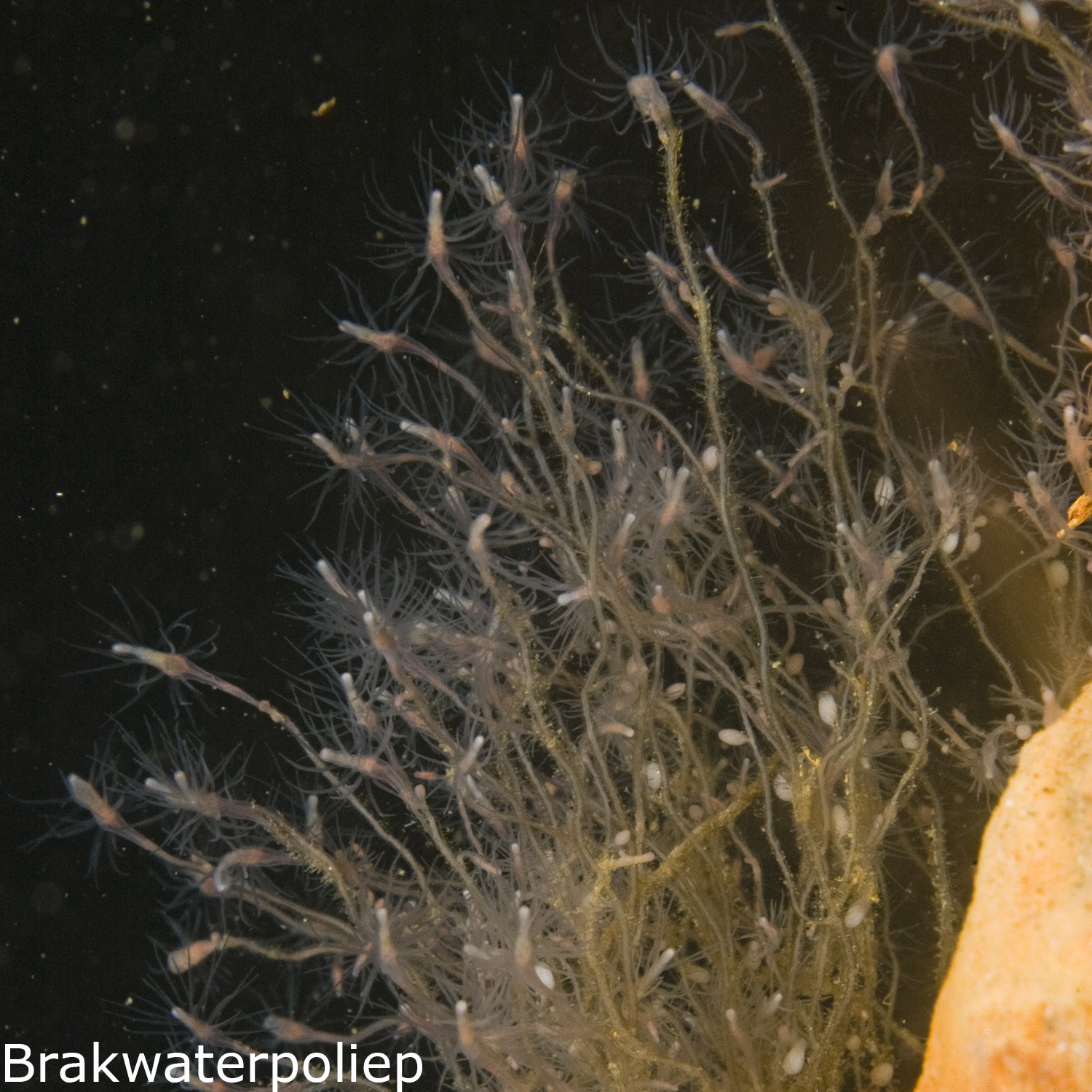 Brakwater-knotsslak