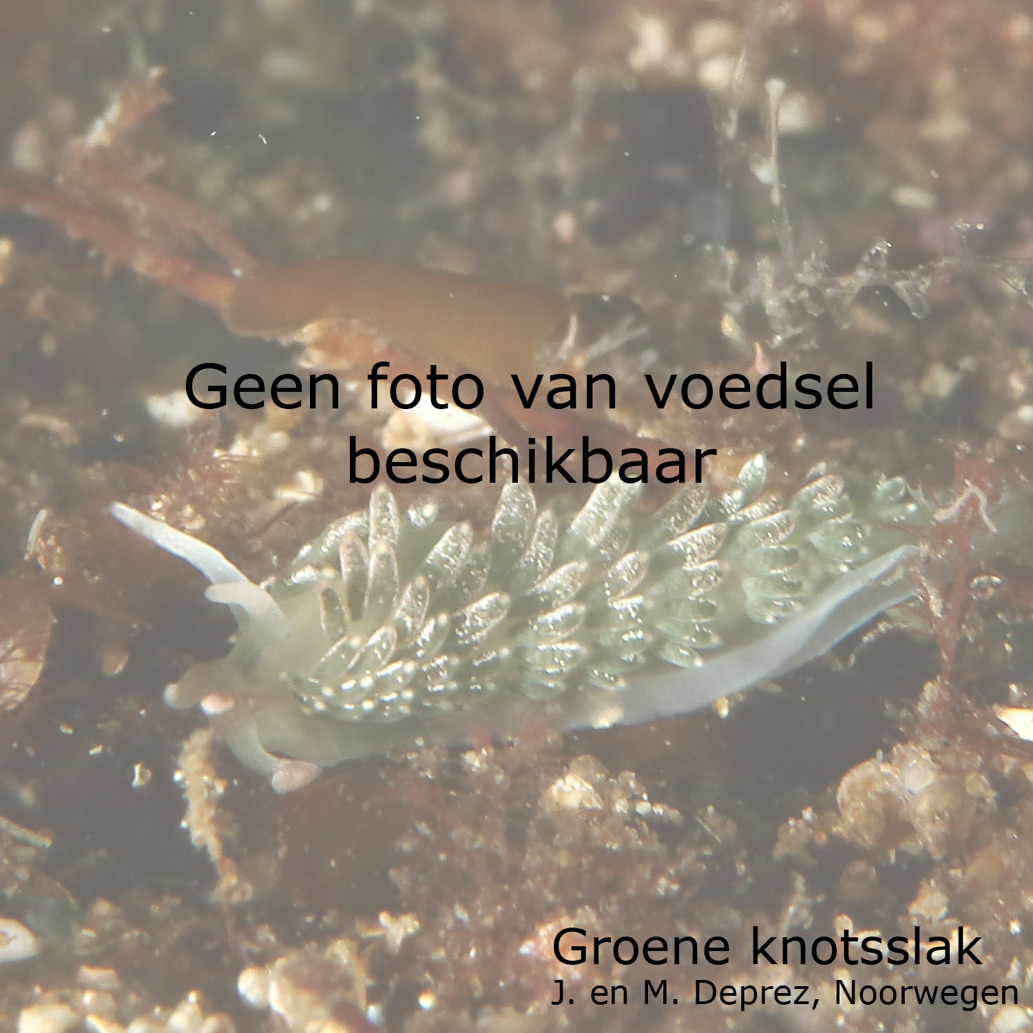 Groene knotsslak
