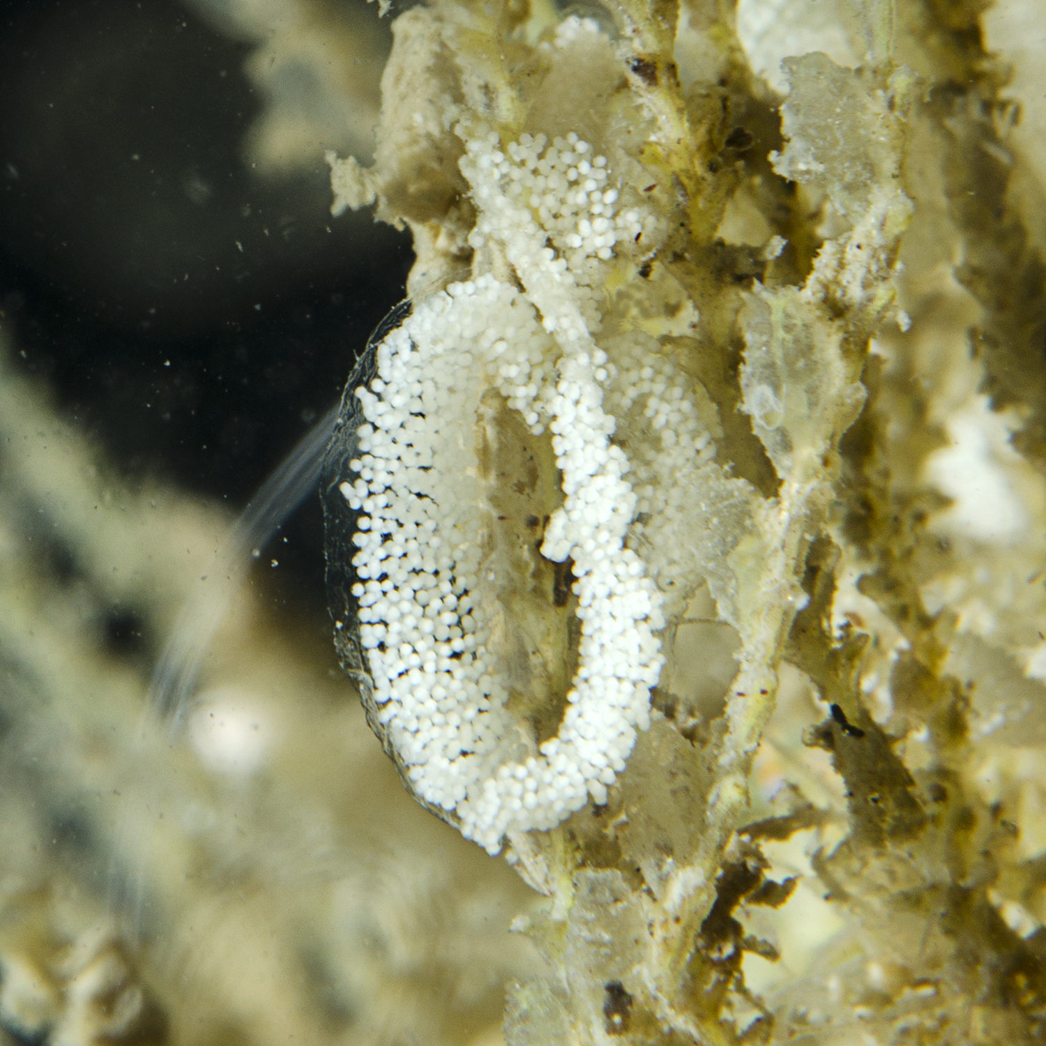Vijfbandige knotsslak