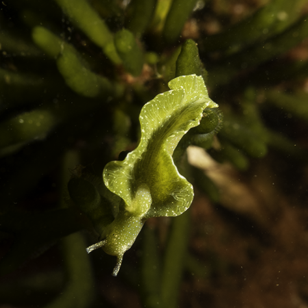 Wat is er aan de hand met de Groene wierslakken
?